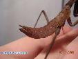 Tamolanica tamolana - 