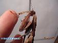 Tamolanica tamolana - 