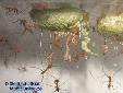 Taumantis sigiana - Hatching
