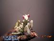 Theopropus elegans - Couple