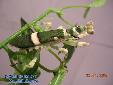 Theopropus elegans - Female