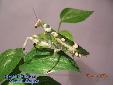 Theopropus elegans - Female
