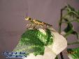 Theopropus elegans - Male
