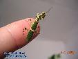 Theopropus elegans - Male