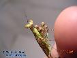 Theopropus elegans - Male