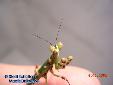 Theopropus elegans - Male