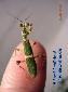 Theopropus elegans - Male