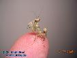 Theopropus elegans - Female