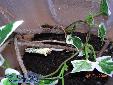 Theopropus elegans - Building of ooth