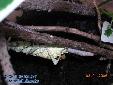 Theopropus elegans - Building of ooth