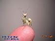 Theopropus elegans - Male