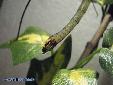 Proscopia luceomaculata - Female