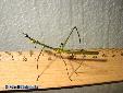 Proscopia luceomaculata - Male