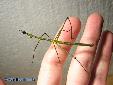 Proscopia luceomaculata - Male