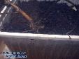 Proscopia scabra - Oviposition
<br>