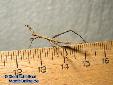 Proscopia scabra - L1