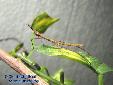 Proscopia scabra - L1