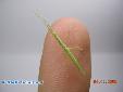Bacillus rossius - Female