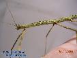 Chondrosthetus woodfordi - Female