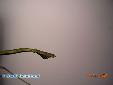 Chondrosthetus woodfordi - Male