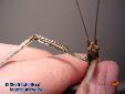 Lonchodes hosei herberti - Female
