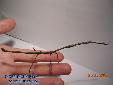 Lonchodes hosei herberti - Male