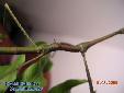 Lonchodes hosei herberti - Male