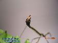 Lonchodes hosei herberti - Male