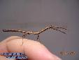 Lonchodes hosei herberti - Male