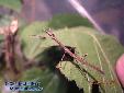 Lonchodes hosei herberti - 