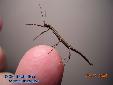 Lonchodes hosei herberti - 