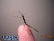 Lonchodes hosei herberti - 