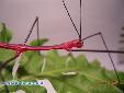 Oreophoetes peruana - Male