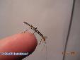Oreophoetes peruana - L1
