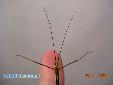 Oreophoetes peruana - L5