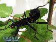 Peruphasma schultei - Female