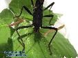 Peruphasma schultei - Female