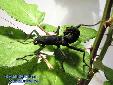 Peruphasma schultei - Female
