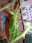 Phyllium siccifolium - Couple