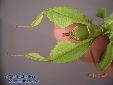 Phyllium siccifolium - Female