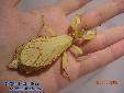 Phyllium siccifolium - Female