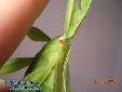 Phyllium siccifolium - Female