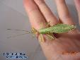 Phyllium siccifolium - Male