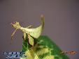 Phyllium siccifolium - Male