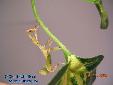 Phyllium siccifolium - Male