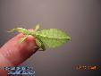 Phyllium siccifolium - Male