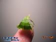 Phyllium siccifolium - Male