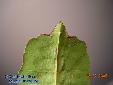 Phyllium siccifolium - Female