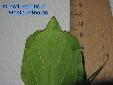 Phyllium siccifolium - Variants of Shape