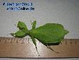 Phyllium siccifolium - Variants of Shape